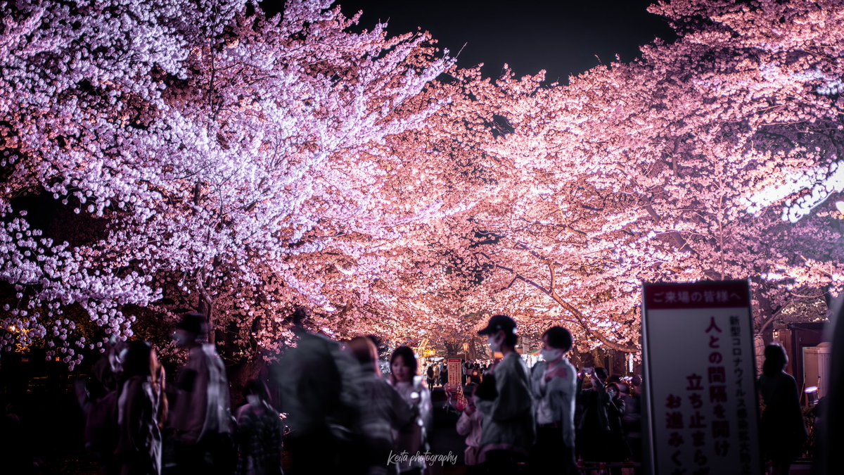 Hashtag 観桜会 Na Twitteru Hashtag 観桜会 Na Twitteru