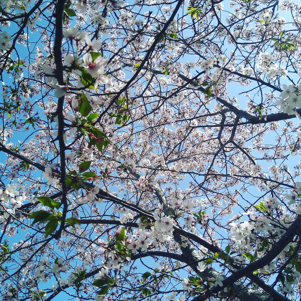 djokawari's tweet image. 