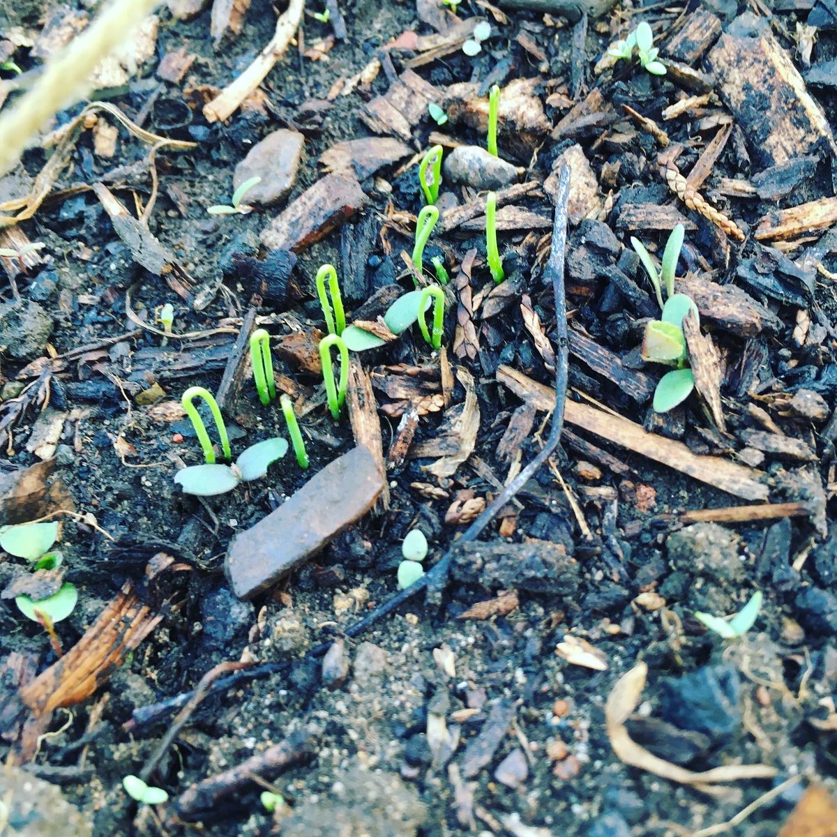 What brings you back to a stalled #writing #Project Check out my newsletter about the ups and downs of writing about looking after an #allotment plot in the #uk  bit.ly/allotmentbook