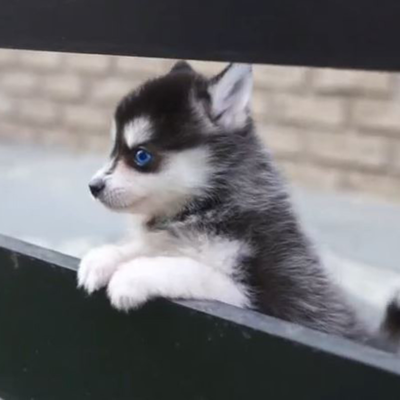 ポンスキー Twitter Search Twitter