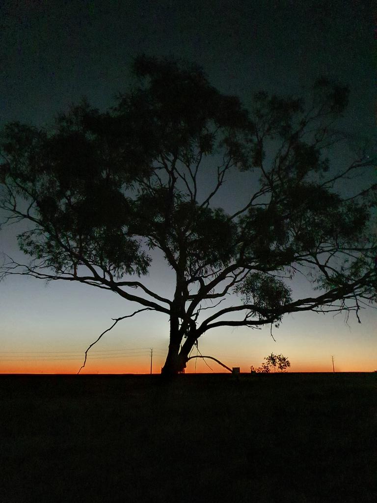 Mostly_Stuart's tweet image. Tree. Sunset. Woomera...