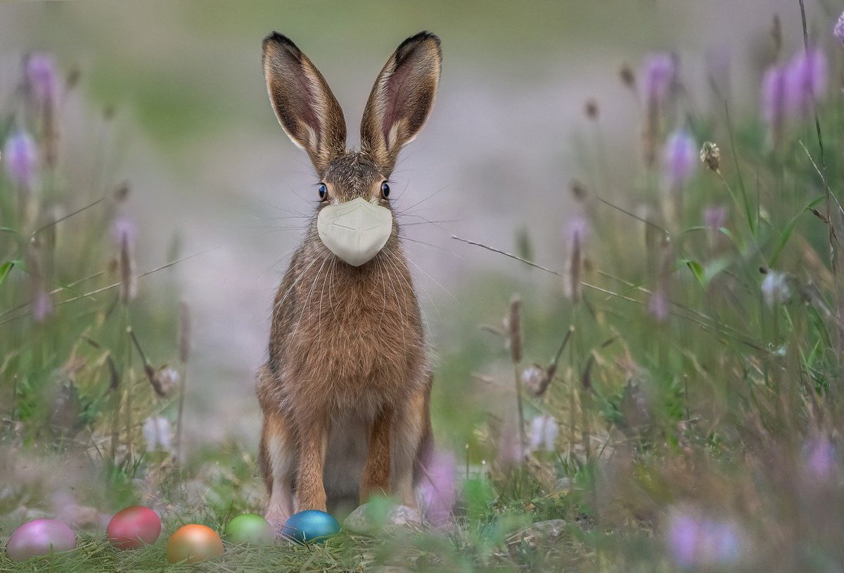 theBBA's tweet photo. It's the UK Easter Bank Holiday break and we are experiencing all the seasons in one week with our crazy weather.
Still in lockdown and waiting for normal to resume.
Wherever you may be, keep low, move fast, be safe and be sure to not eat too much chocolate! #teamBBA #easter #uk https://t.co/I0vwq9vGha