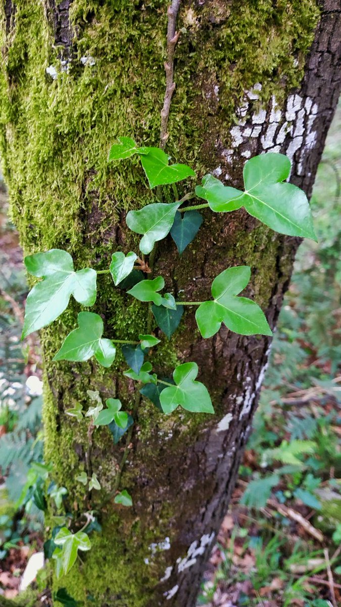 MarRamirez17's tweet photo. Planto árboles que otros disfrutarán. Yo ya disfruto de aquellos árboles que otros plantaron antes que yo. ¡Siento vida! #CundoRadio3 @BosqueHabitado 🌱🌱🌱 @radio3_rne https://t.co/A6KCyR5wxs