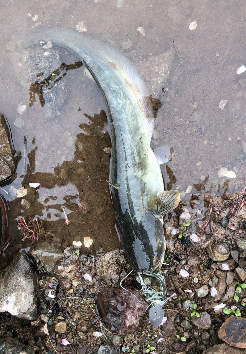 ぜろかん マラカス Zerocount Takug Twitter