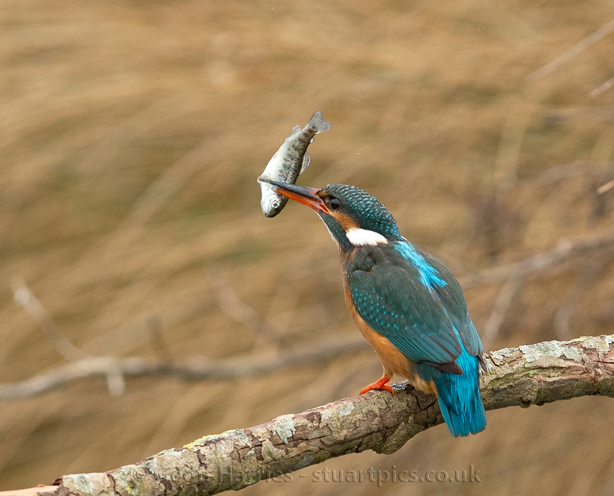 Kingfisher images posted at stuartpics.co.uk/kingfishers-20… #kingfishers <a href="/BBCSpringwatch/">BBC Springwatch</a> <a href="/WildlifeMag/">BBC Wildlife</a> <a href="/GwashOspreys/">River Gwash Ospreys</a> Female kingfisher catching small trout, a good size meal for this small bird. I has already posted an image of her partner in the previous tweet.