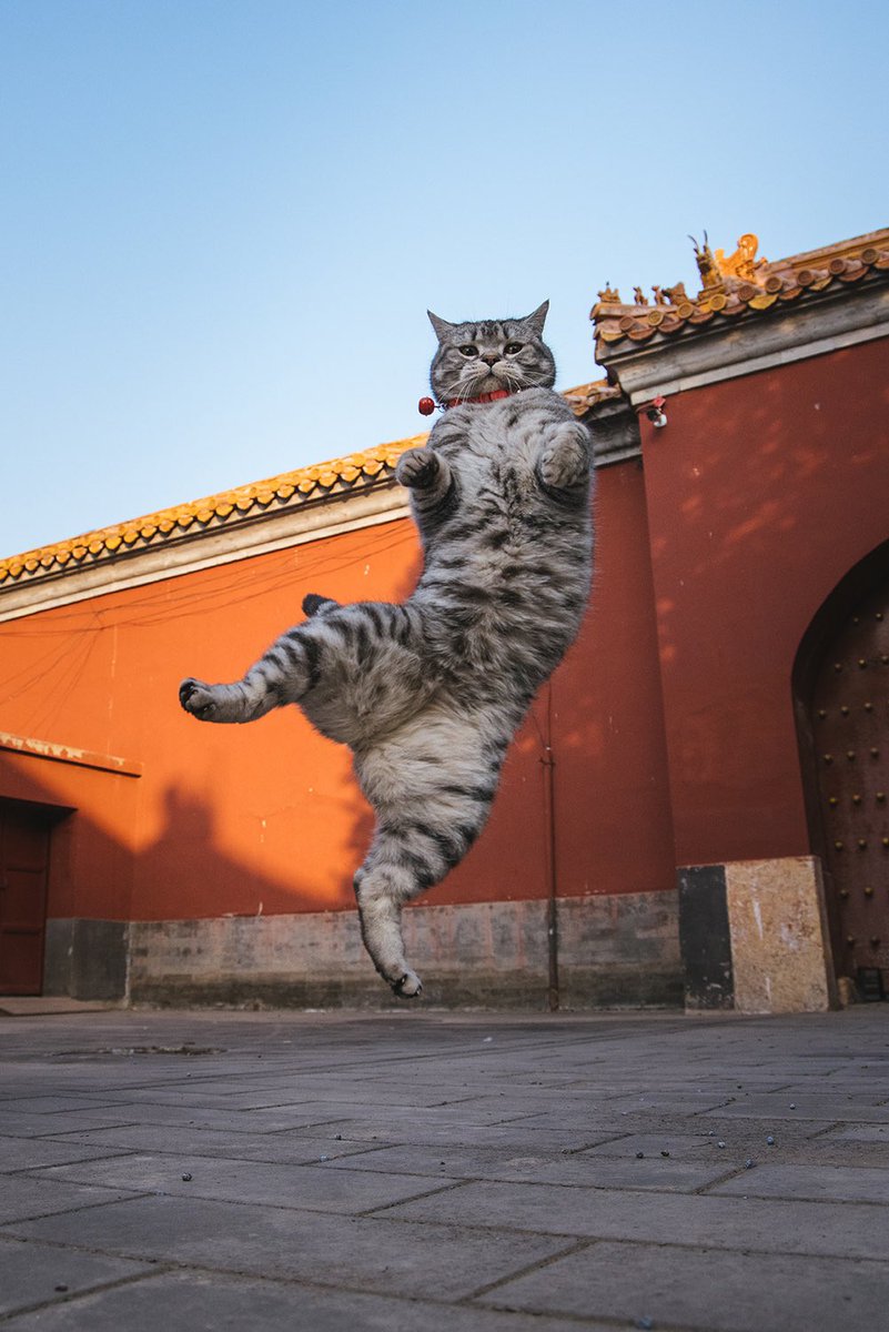 PalaceMuseum_'s tweet photo. Hey cat! Stop it! 🤪
Some international friends must suspect that #Chinese cats might also be able to do Chinese Kung Fu! 🤣🤣🤣@PalaceMuseum_ 

#China #cats #culture #Beijing #sundayvibes #PalaceMuseum #ForbiddenCity #Travel #KungFu #BREAKING #BreakingNews #故宫 #fun #cat https://t.co/ZjT8L7Dwfg