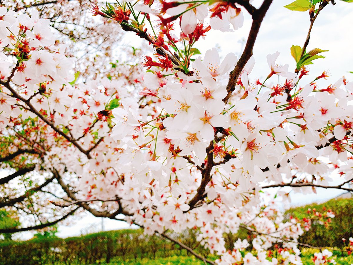 近くの公園の桜見てきた🌸⸜( ॑꒳ ॑  )⸝
ちょっと散っちゃってたからそろそろ見納めかな 