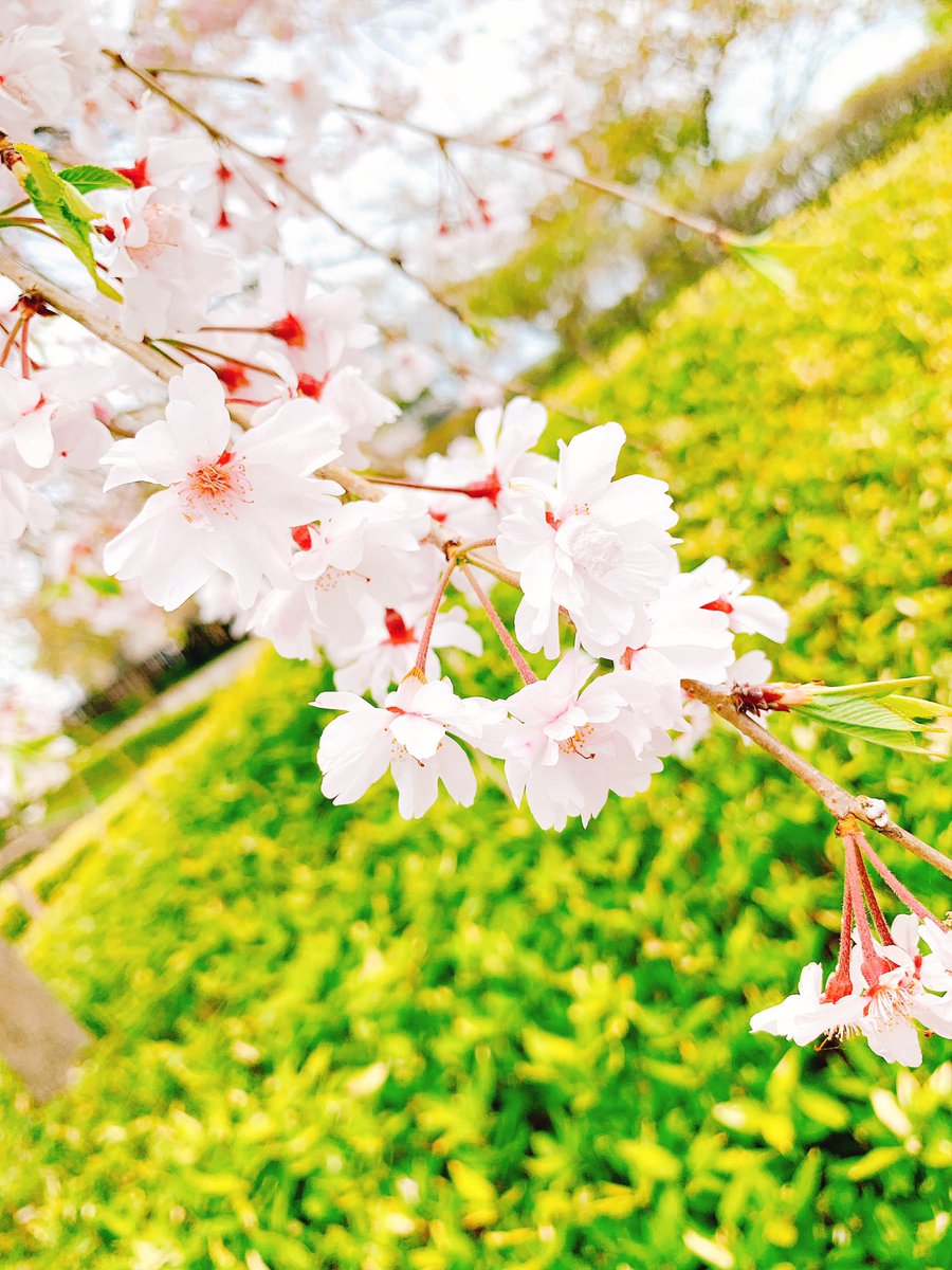 近くの公園の桜見てきた🌸⸜( ॑꒳ ॑  )⸝
ちょっと散っちゃってたからそろそろ見納めかな 