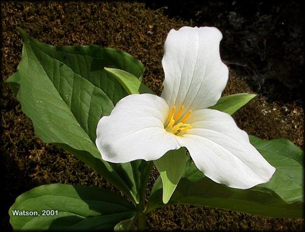 Tom4tnc's tweet photo. “Will the goodness of the earth persist for the next generation and the generations after that?” 
A few years ago, #Easter and #EarthDay coincided. Here were my thoughts on that #CreationSunday https://t.co/YYp4xf74Ue https://t.co/fabO8743J6