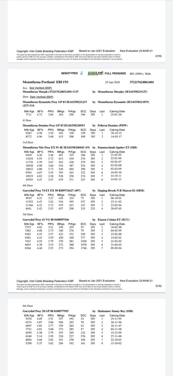 Our one and only bull for the Cork Holstein  bull sale in Bandon on Thursday 8th April is Lot 14 : Mountfarna Portland. He is a beautiful black January bull.
