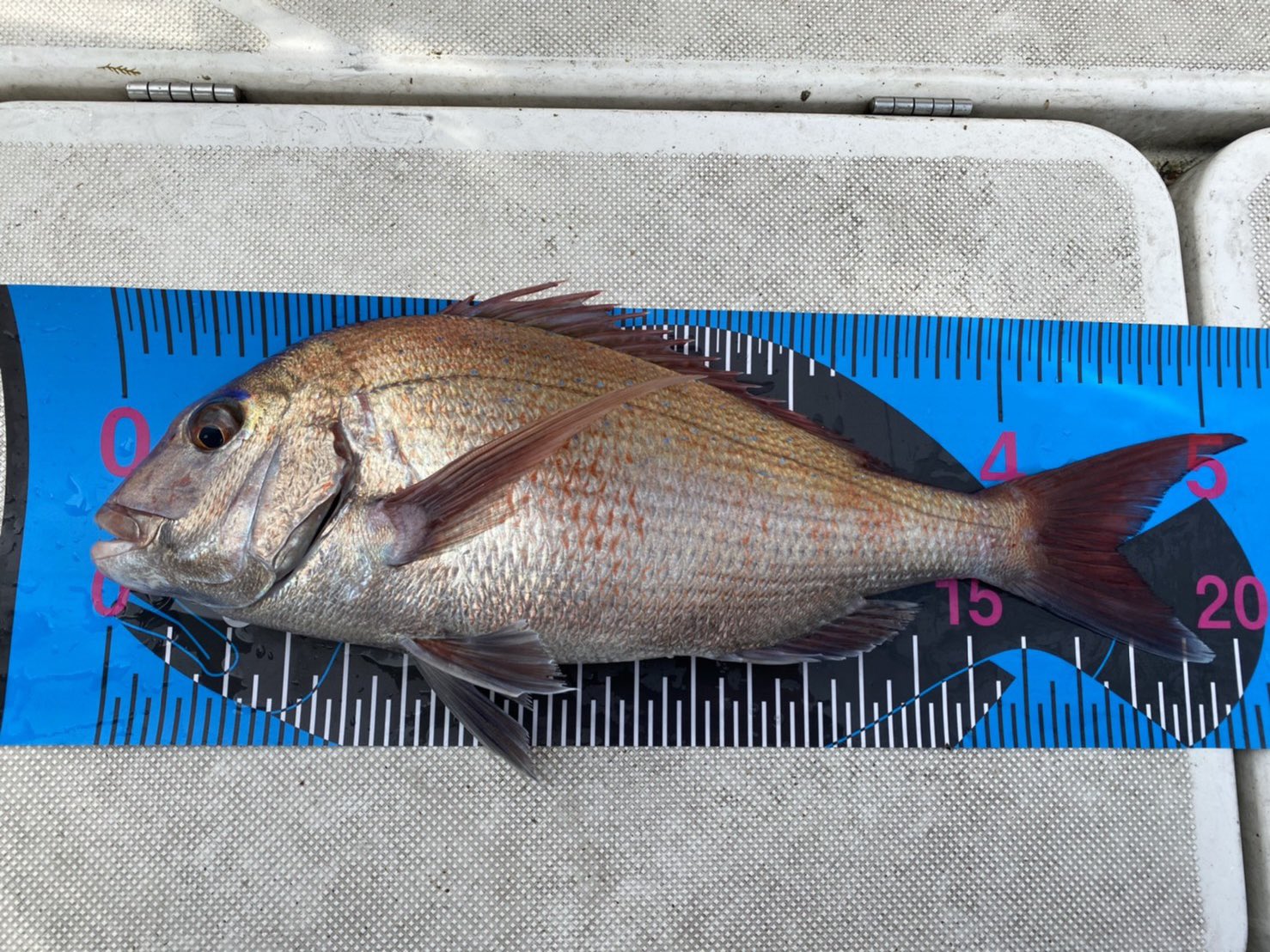 パック船長 ボート釣りライフ 今日の船中最大サイズ The乗っ込み真鯛です 釣り 釣り好きな人と繋がりたい 一つテンヤ T Co Zxl8eumsvu Twitter