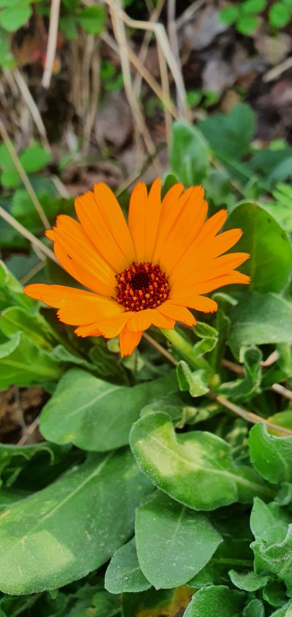 ibrahim emiroğlu (@ibrahimlaz53) on Twitter photo 