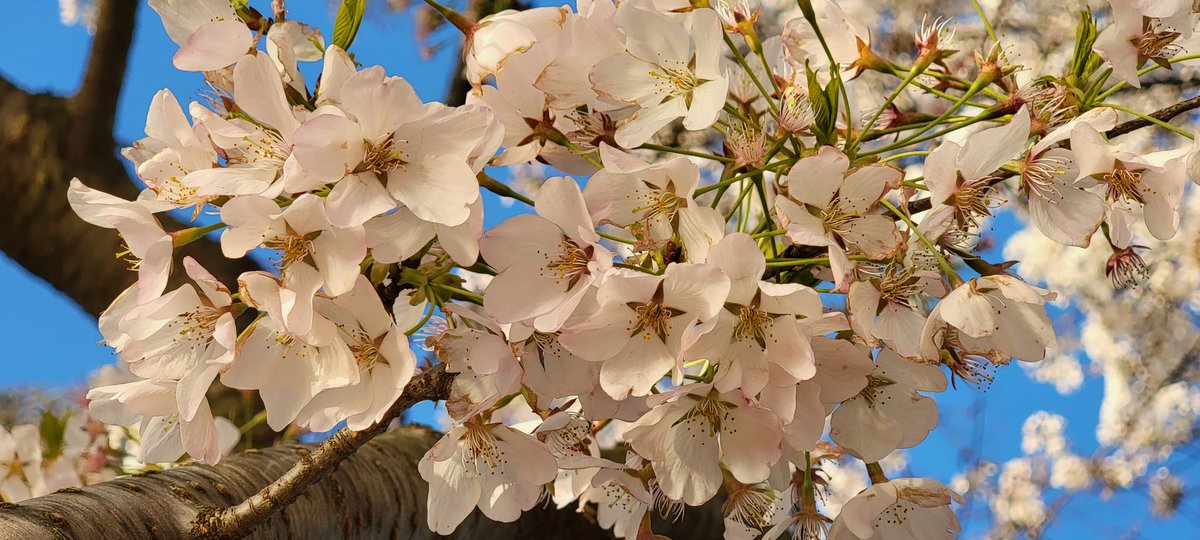SurferGrl15's tweet image. Happy Easter 🐇🐰
@SamsungMobileUS @SamsungMobile #cherryblossoms #easter #sunday #withgalaxy #samsungmobile #beautiful #loveforgalaxy