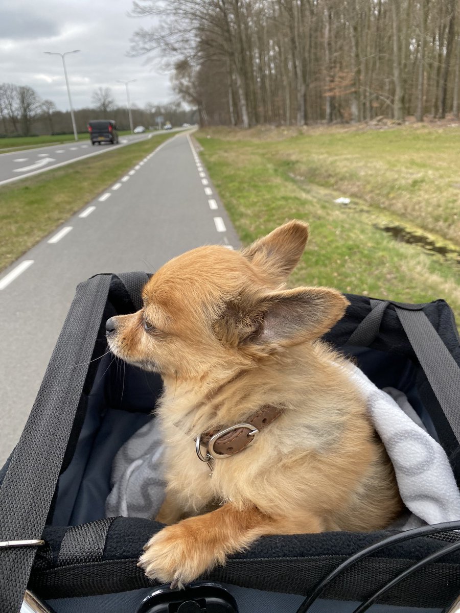 DeChihuahuaFam's tweet photo. En wat doe je met #Pasen? #Fietsen en wandelen met de #hondjes 🐕🐣🐇
Wist je dat dit #stuurmand op elke fietst past en ook op elke #elektrische fiets. 🚲🥰 ▶︎▶︎ https://t.co/LotoUdwkYr #dog #chihuahua #fietsmand #Enschede https://t.co/ufAPk8FLkV