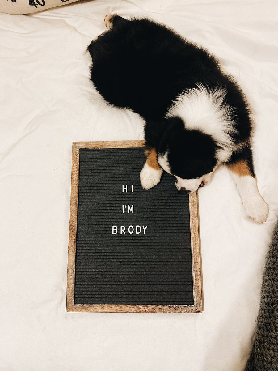 bigstaish's tweet photo. I haven’t introduced Twitter to our new baby yet, meet little Brody! 

He’s fearless and wild but coot as heck. 

Keep your hands and toes away from him, he will chomp. https://t.co/MGqrqhINvQ