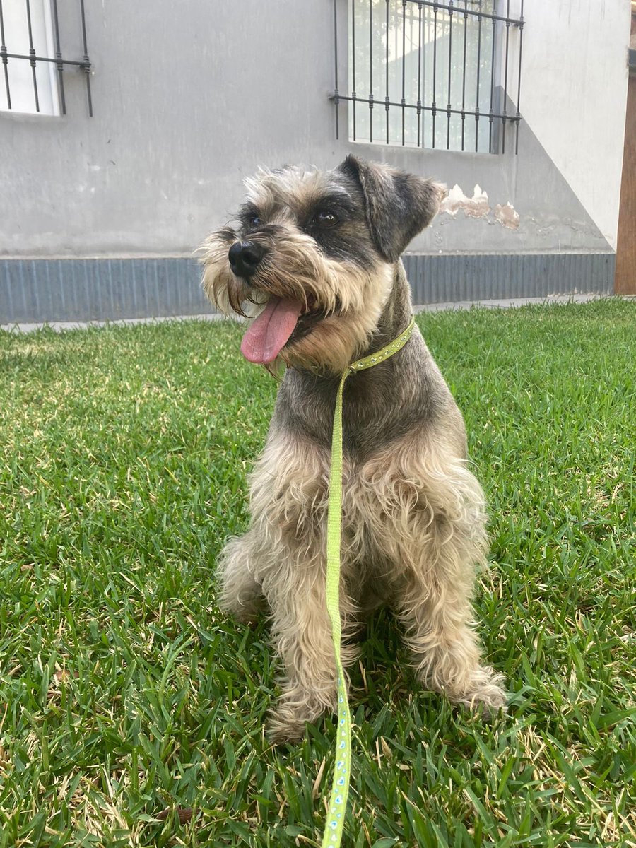 Marco_Granda's tweet photo. Hola, acaba de aparecer un schnauzer perdido cerca a mi casa (Surco) me ayudan dando RT, lo deben de estar buscando … Esta bien asustado @rescate_sos @munisurco1 https://t.co/I8vaJ5HZAU