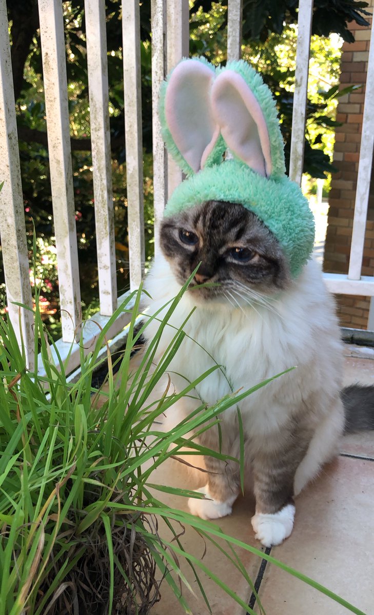 fluffy_willow's tweet image. choose your bunny cat.