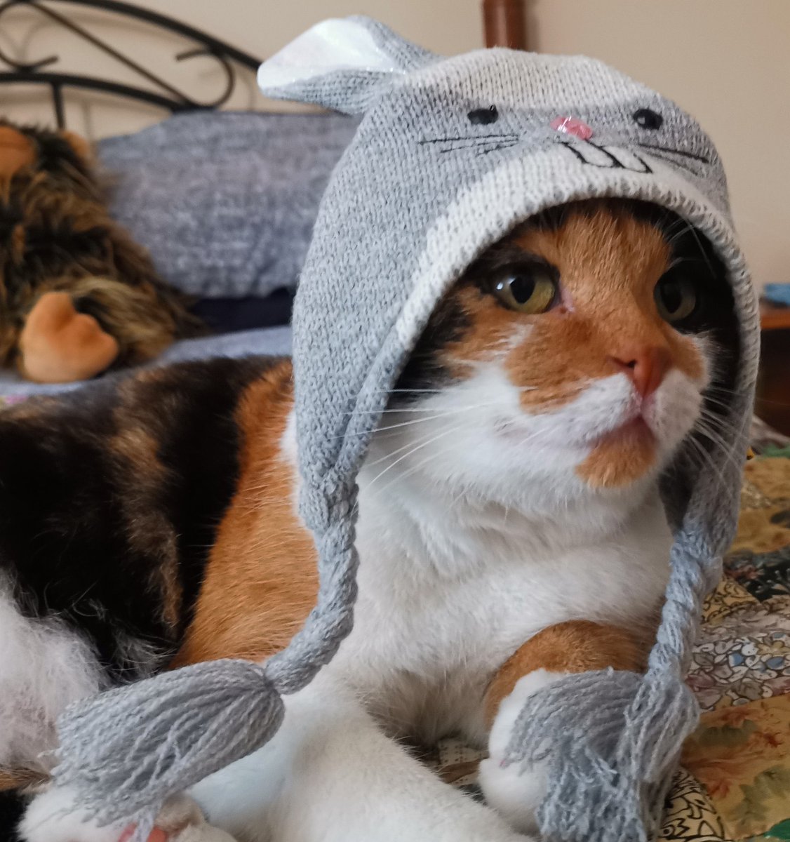 fluffy_willow's tweet image. choose your bunny cat.