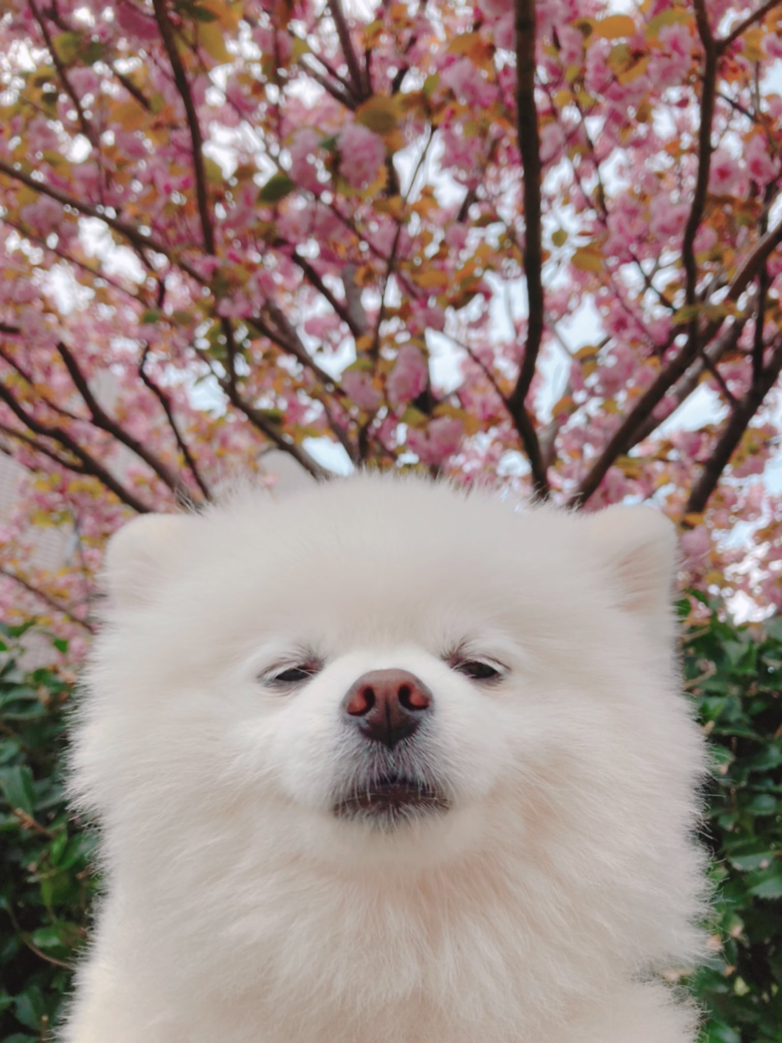 タレ目の犬 ポメラニアン 色の組み合わせが良い T Co Xztjpg2iwg Twitter