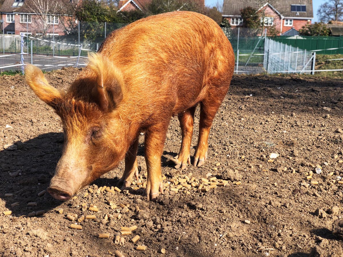 ASUatSWCHS's tweet photo. Happy Easter π£
The sun makes our Tamworth sows a gorgeous colour!
#easter #sunshine #easterpig #happyeaster #schoolfarm #tamworthpigs https://t.co/JUpssxMLqB