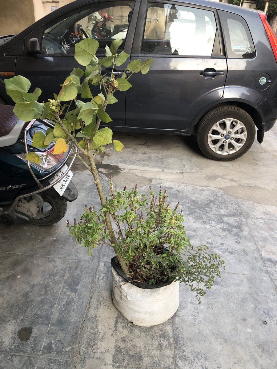 pnbalamurugan's tweet photo. 9 of 48 for #2treepermonth goal

Planted good grown Mullu Murungai aka Kalyana Murungai sapling at friend’s home. https://t.co/RuMOZ3BPDd