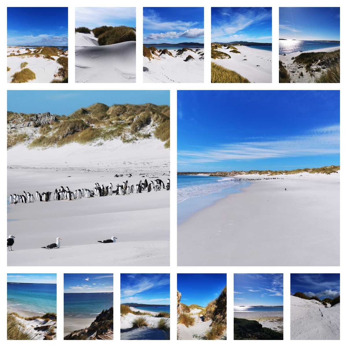 #falklandislands #yorkebay today is #Internationalmine #awarenessday November 2020 marked the month the #falklands became mine free after 38 years...approx 30.000 land mines were laid by the invading Argentine troops in 1982...146 mine fields were cleared...pics before & after...