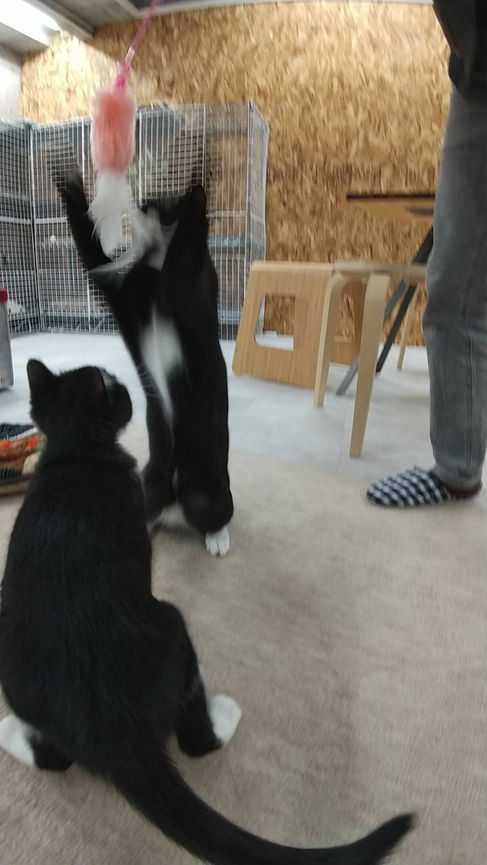 Dali 今日もたくさんの方に遊んでもらって よかったよかった ねこ 猫 保護猫コミュニティdali Cat 里親になろう 福山市 Fukuyam Cafe 福山市カフェ Cafebar Dali Neko 保護猫 ネコ ねこすたぐらむ T Co Tjypolg7gb Twitter