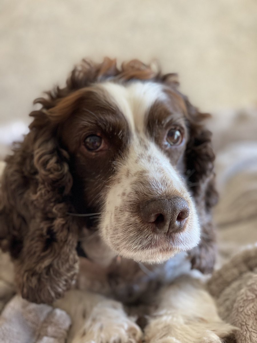 SpanielsSuper's tweet photo. @Nicky_H_ Might be bestest good girl in your house? But Iโm best girl in all the world in mine! โค๏ธโค๏ธ #SoModestToo https://t.co/oBBbqGa59D