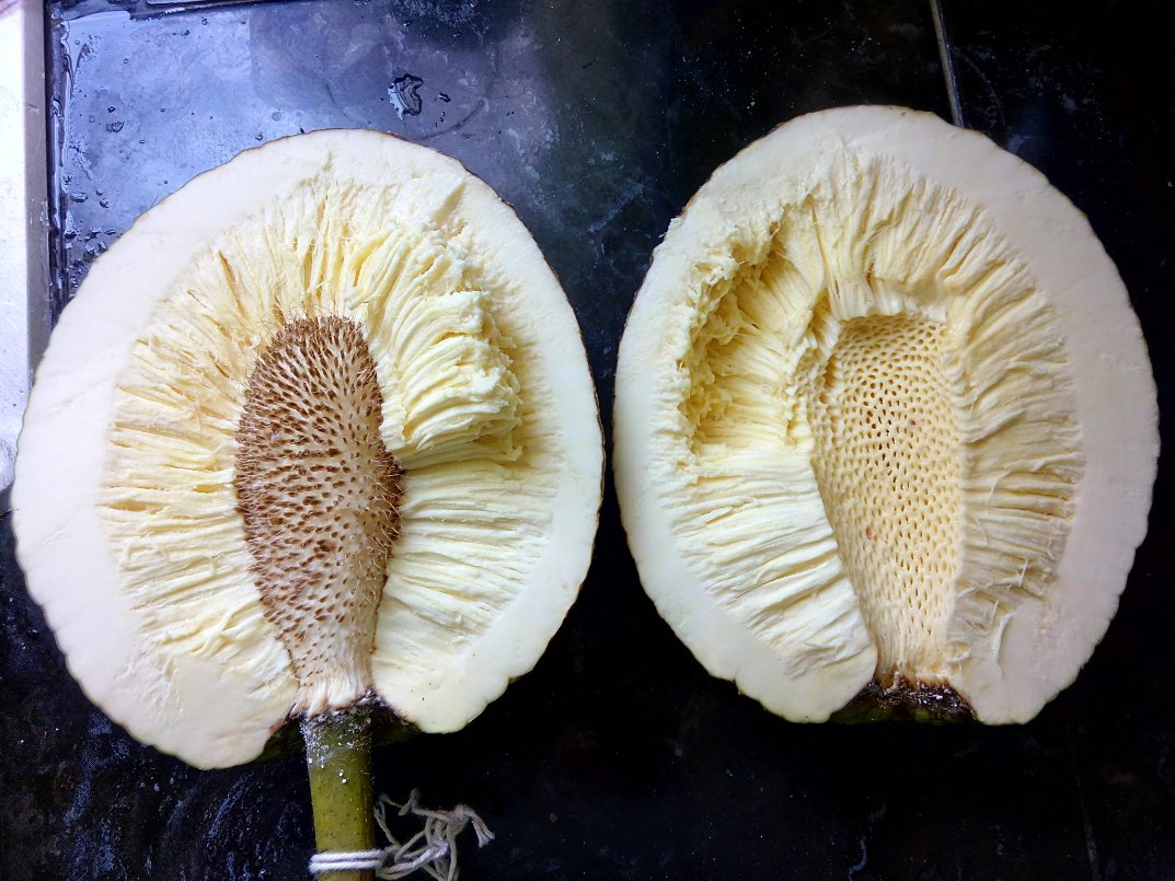sembramostodos's tweet photo. El Ñame de palo, Artocarpus altilis, es un árbol originario de Nueva Guinea que pudo haber llegado a #Venezuela a finales de 1700.
Típicamente se encuentra en costas de #Aragua, similar en aspecto al Pepepan, Artocarpus camansi, a diferencia de él su fruto carece de semillas. https://t.co/1Otucd4zdw