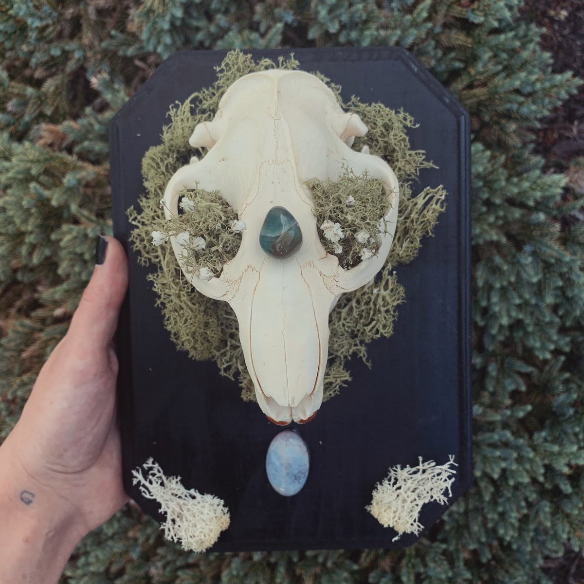 ethically-sourced beaver skull with moss, baby's breath, moss agate, and fire agate to encourage emotional balance, grounding, and protection 🖤✨ lunarrosepaintings.bigcartel.com