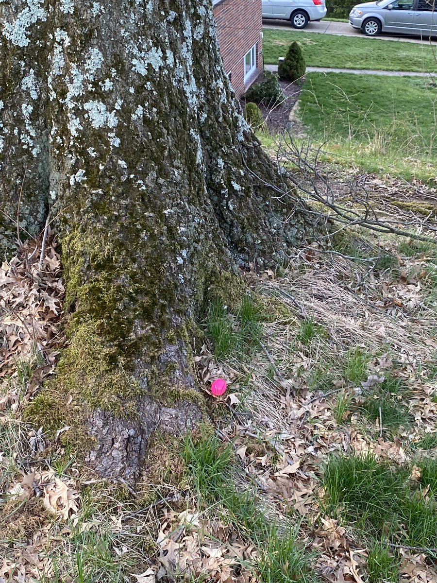 DoctorGalloNA's tweet photo. @NA_TigerThon Thank you so much for sponsoring the Easter egg hunt!  My kids were delighted! https://t.co/InoujdOEUs