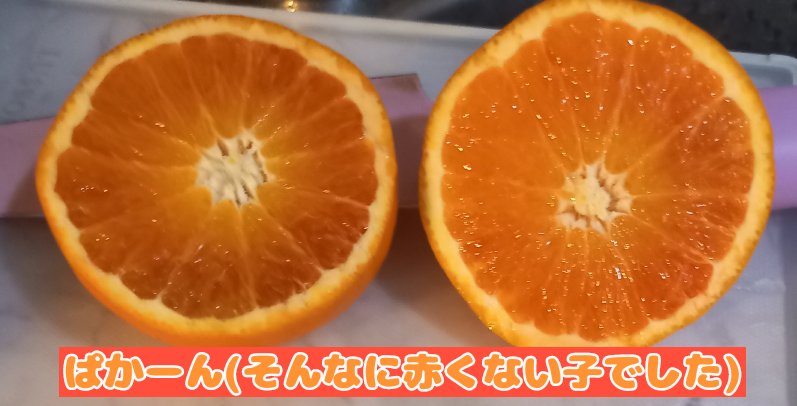 ট ইট র マクラさん 国産のブラッドオレンジ 珍しい果物ですね しかも 今回は生食ですから どこで手に入れたのーっ スマイルカットで 食べやすくして いただいてみます もにゅもにゅ 甘くて美味しいーっ 優しめの酸っぱさ ちょうどいい