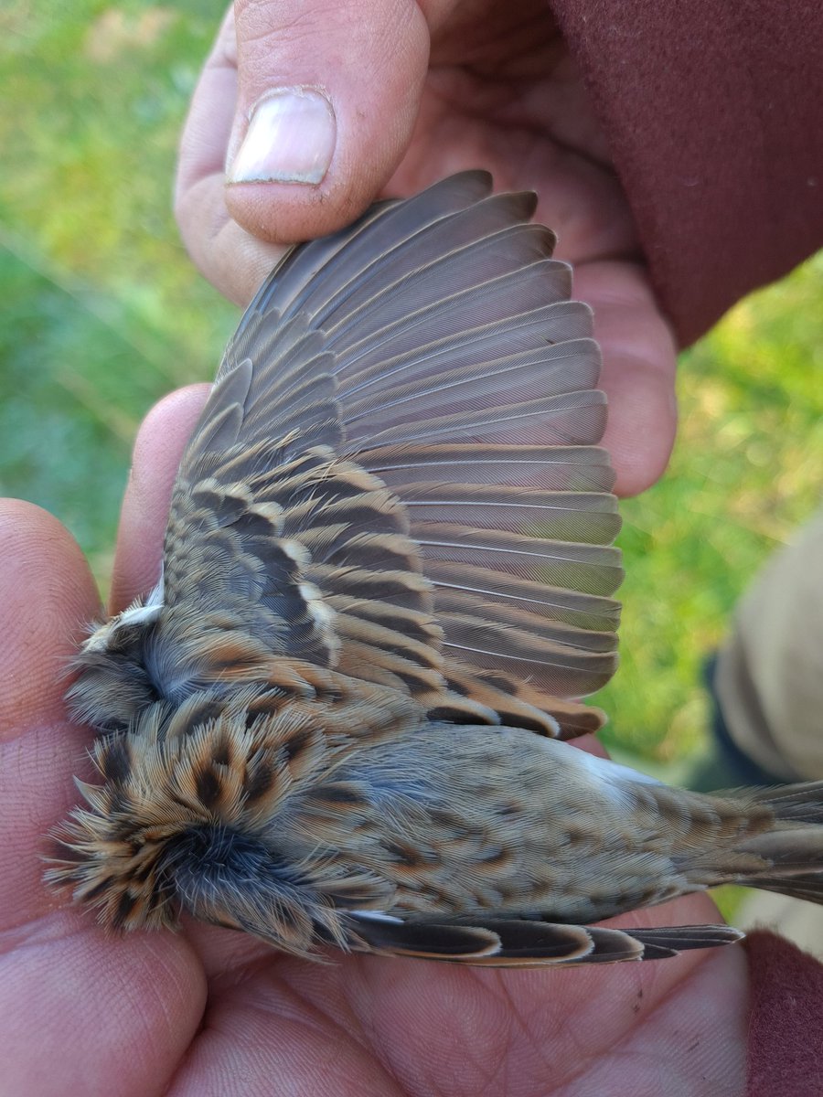 A surprise this morning whilst ringing farmland birds over supplementary feed.  An Easter bunting from a private farm in Worcestershire. No public access.
Linnet 30
Goldfinch 6
Reedbunting 2 + 1r
Yellowhammer 3
Dunnock 2 + 1r
Little bunting 1!!!!