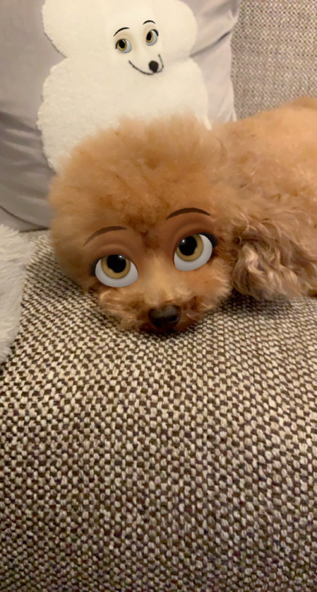 秋あんず 百合喫茶lelis カメラアプリで遊んでたら後ろのクッションの犬まで Snapchat トイプードル ディズニー犬 T Co Fkwy1s8rld Twitter 秋あんず 百合喫茶lelis カメラアプリで遊んでたら後ろのクッションの犬まで Snapchat トイプードル ディズニー犬 T Co Fkwy1s8rld Twitter