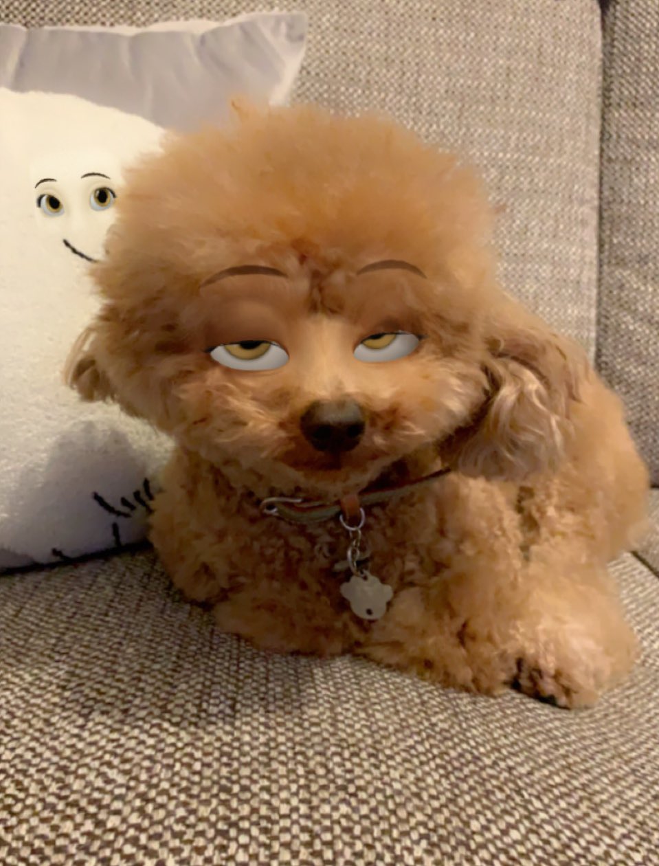 秋あんず 百合喫茶lelis カメラアプリで遊んでたら後ろのクッションの犬まで Snapchat トイプードル ディズニー犬 T Co Fkwy1s8rld Twitter
