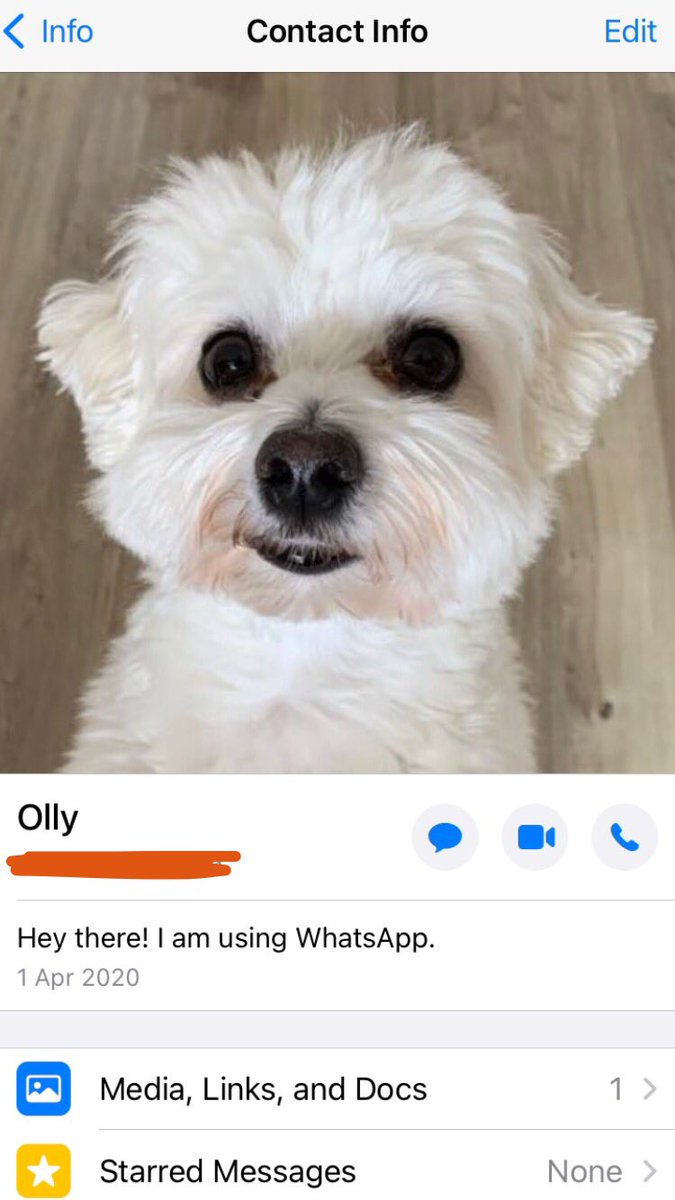 _GeorgiaDay_'s tweet image. Your dad may be best friends with the dog he never wanted, but has he made the dog it’s own WhatsApp account like mine?
