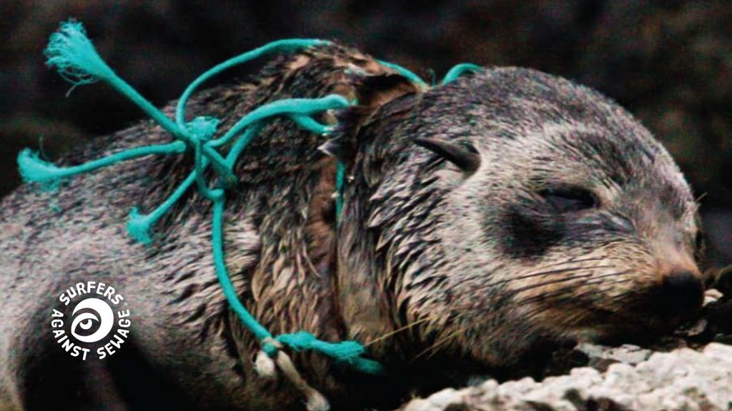 sascampaigns's tweet image. In 2014 we reported the amount of #GhostGear (floating death traps) entering our ocean is close to 640,000 tonnes per yr. According to @wwf_uk that number could be up to ONE MILLION. Have you seen an increase of fishing gear in your local area? Send us your sightings and pics.