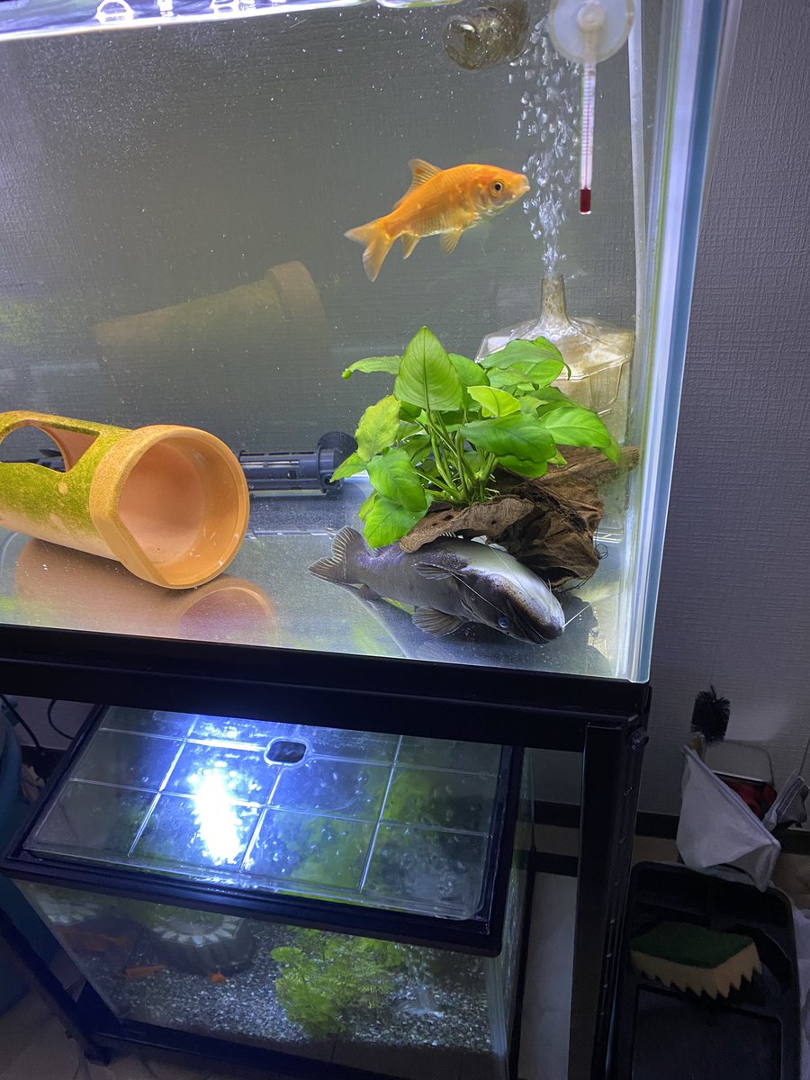 バトラクスキャット Twitter Search