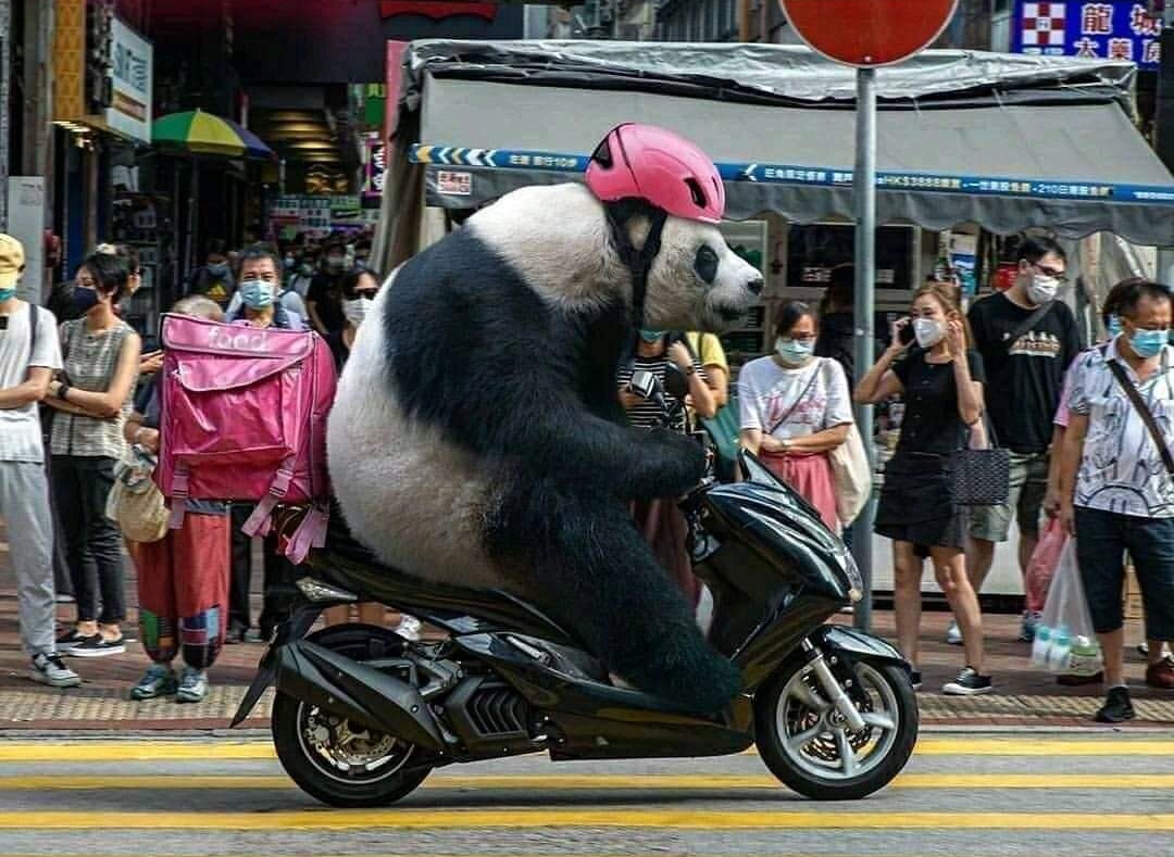 Panda-senpai a week after Jujutsu Kaisen ended