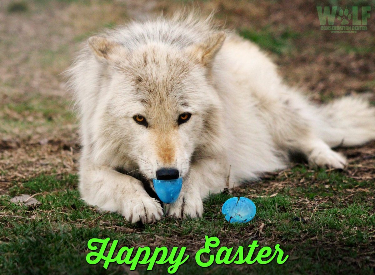 Distrusted78's tweet photo. It's #lobo week | the happy bunny day... awooo #wolves #outdorr https://t.co/MhhK3GRZE4 @nywolforg #GermanMediaRT #StreamAcademy #StreamerNetwork #GermanTwitchRT #SmallStreamersConnect #StreamSupportGermany #SupportSmallStreams #TwitchBrigade #TwitchDE #SupportSmallStreamers https://t.co/LJadgdQvnq