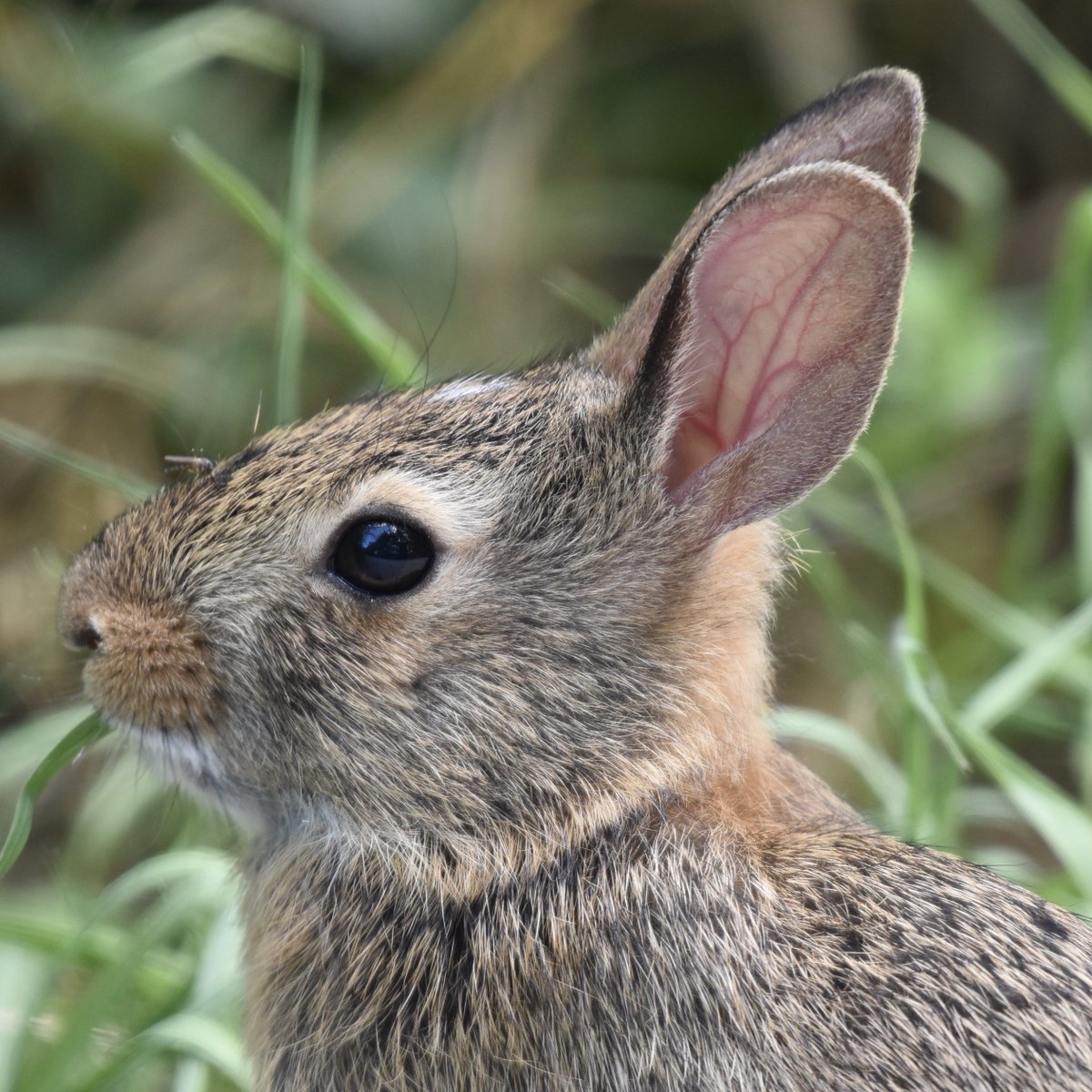 #bunny #rabbit #easterncottontail #mammal #animals #nature #wildlife #cute #nikon #photo