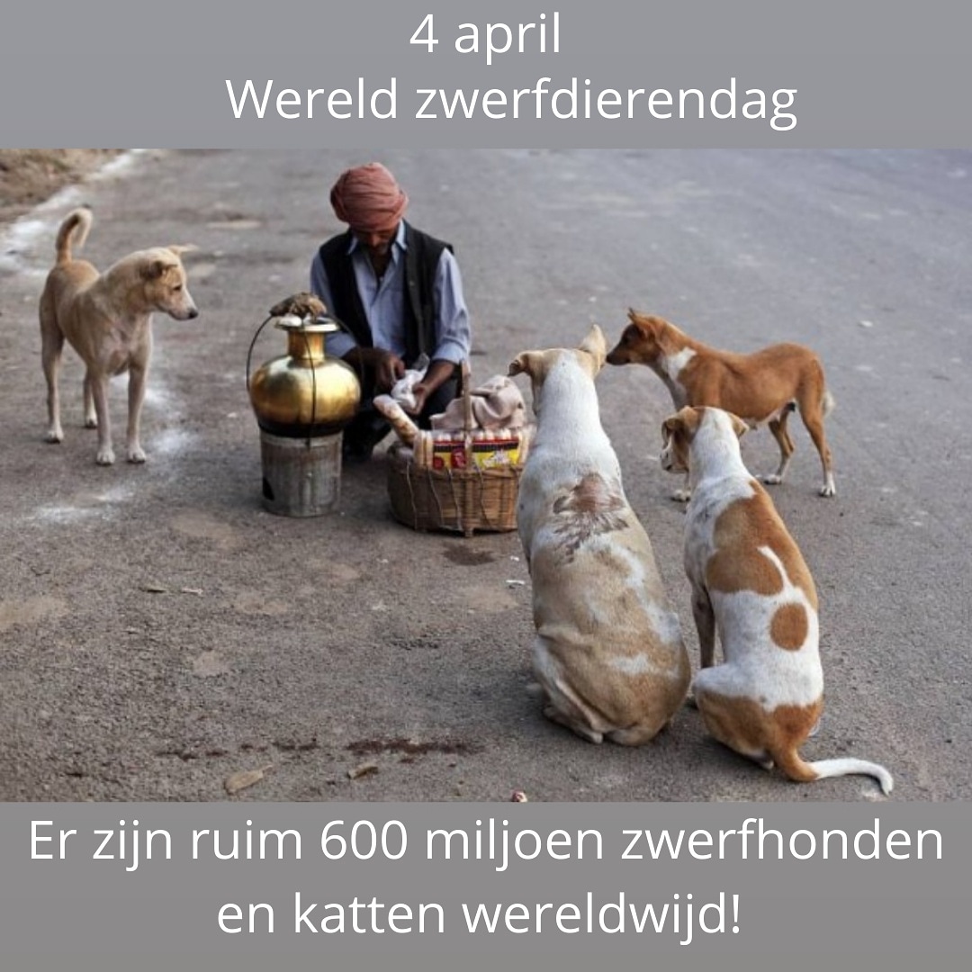 April 4
The day to show compassion, care, and act for all stray animals worldwide.

#AdoptDontShop