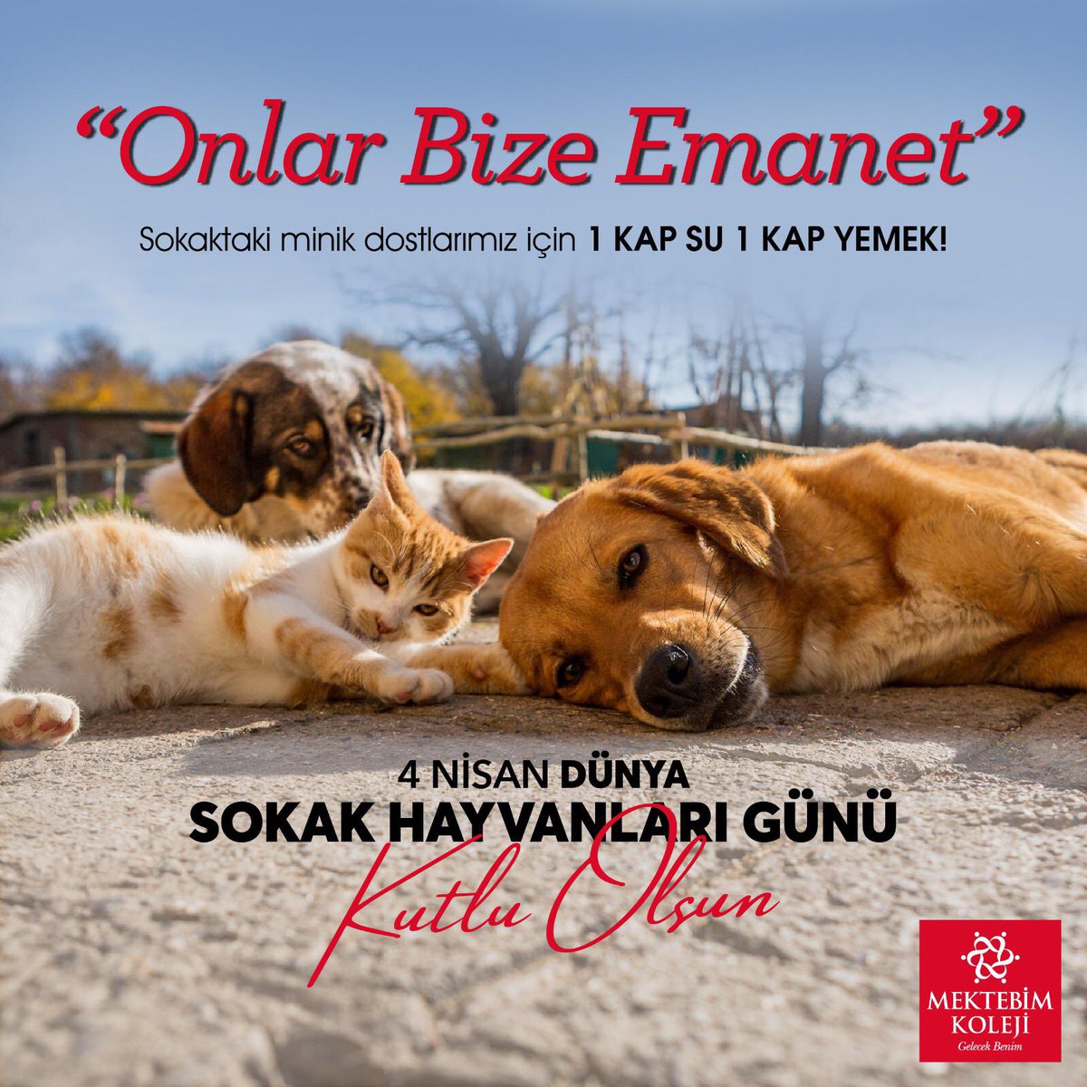 4 Nisan Dünya Sokak Hayvanları Günü Kutlu Olsun.
Sokaktaki minik dostlarımız için 1 kap su 1 kap yemek!
#mektebim