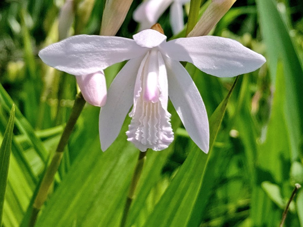 Avainsana シラン Twitterissa