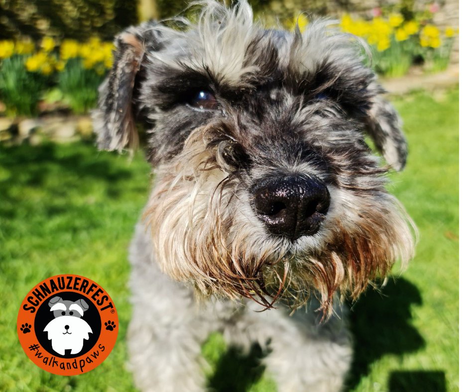 SchnauzerfestUK's tweet photo. 🧡 HAPPY EASTER 🧡
Especially from those who know truly that 'happy' is something to be cherished. Like Mungo, spending his first Easter with a family that loves him, away from the serious unhappiness of a puppy farm thanks to his rescuers @FOAWales
Mungo, one of the #dadsofmany https://t.co/AmNZnjFFUw