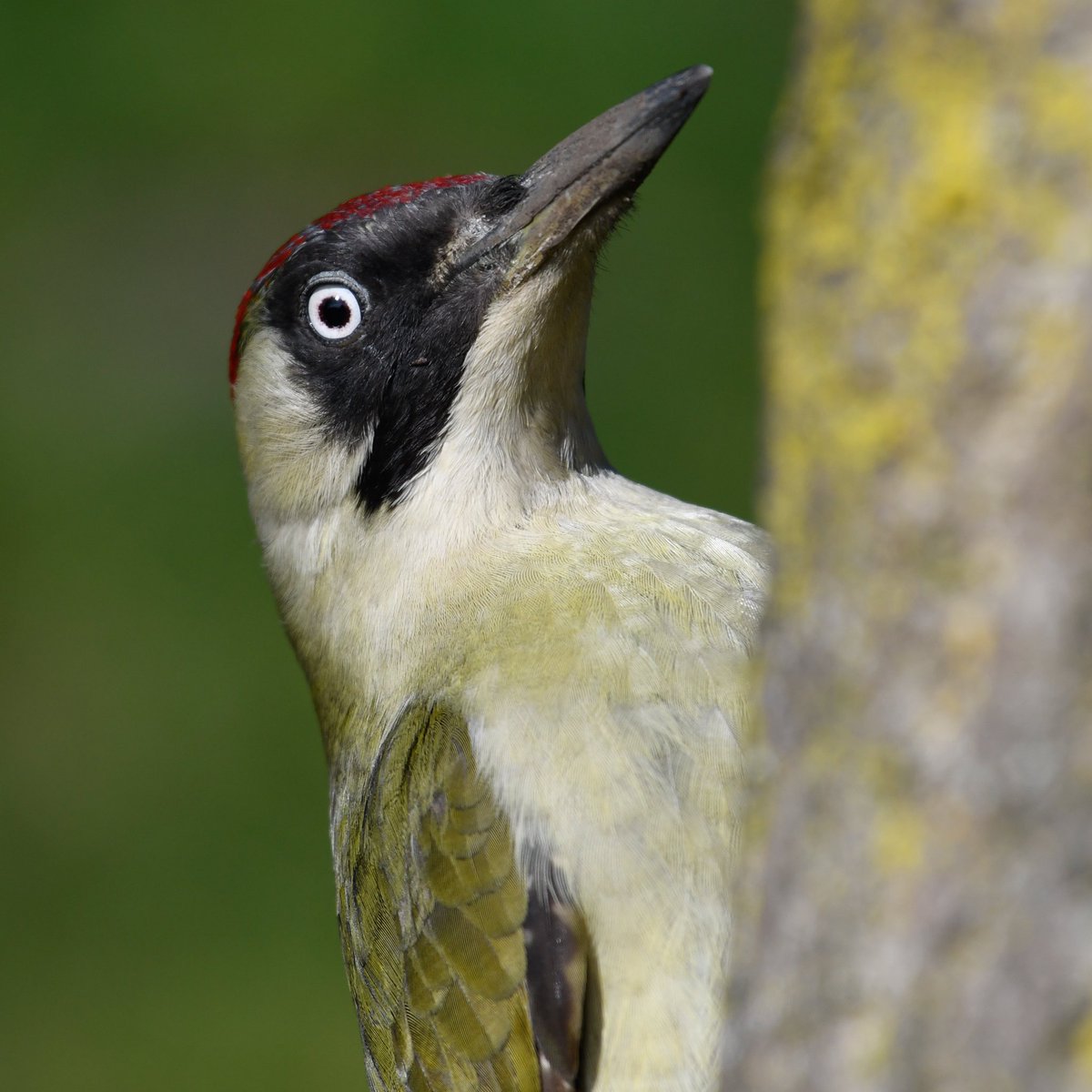 Regents Park London, Green Woodpecker, amazing bird and so grateful for the pose. 

#TwitterNatureCommunity #londonbirds #woodpecker #NaturePhotography #wildlifephotography #birds #parks #royalparks #birdwatching #nature #wildlife #citywildlife #PictureOfTheDay