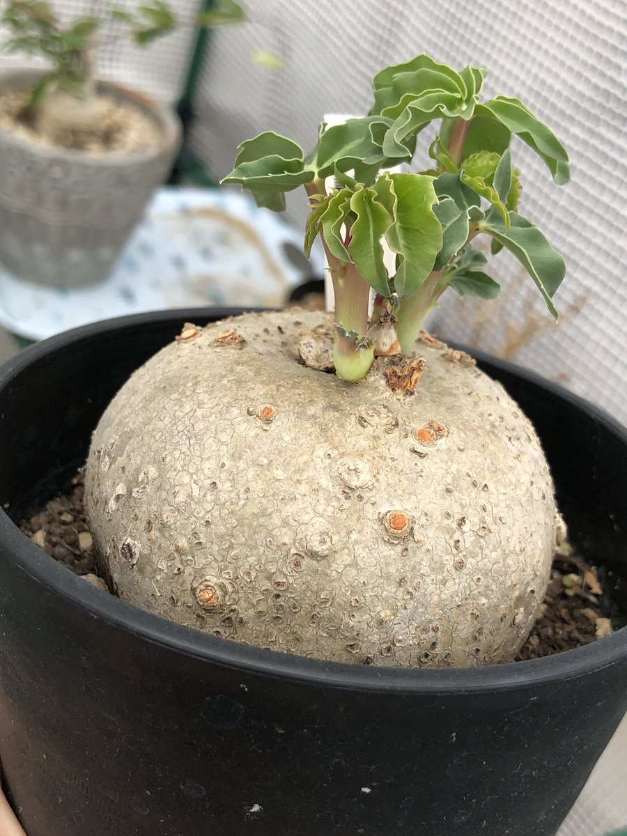 にこ 夏型塊根が新芽を出し始めた ぐんぐん成長してくれ 最近はハオルチア より塊根と灌木が気になってるぞ イポメアホルビーが欲しい 塊根植物 ハオルチア 灌木 にこ 夏型塊根が新芽を出し始めた ぐんぐん成長してくれ 最近はハオルチア より塊根と灌木が気になってるぞ イポメアホルビーが欲しい 塊根植物 ハオルチア 灌木