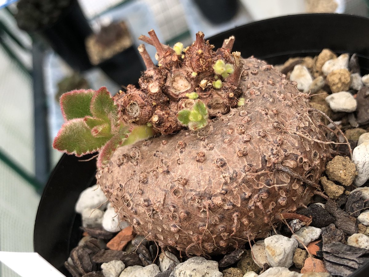にこ 夏型塊根が新芽を出し始めた ぐんぐん成長してくれ 最近はハオルチア より塊根と灌木が気になってるぞ イポメアホルビーが欲しい 塊根植物 ハオルチア 灌木 にこ 夏型塊根が新芽を出し始めた ぐんぐん成長してくれ 最近はハオルチア より塊根と灌木が気になってるぞ イポメアホルビーが欲しい 塊根植物 ハオルチア 灌木