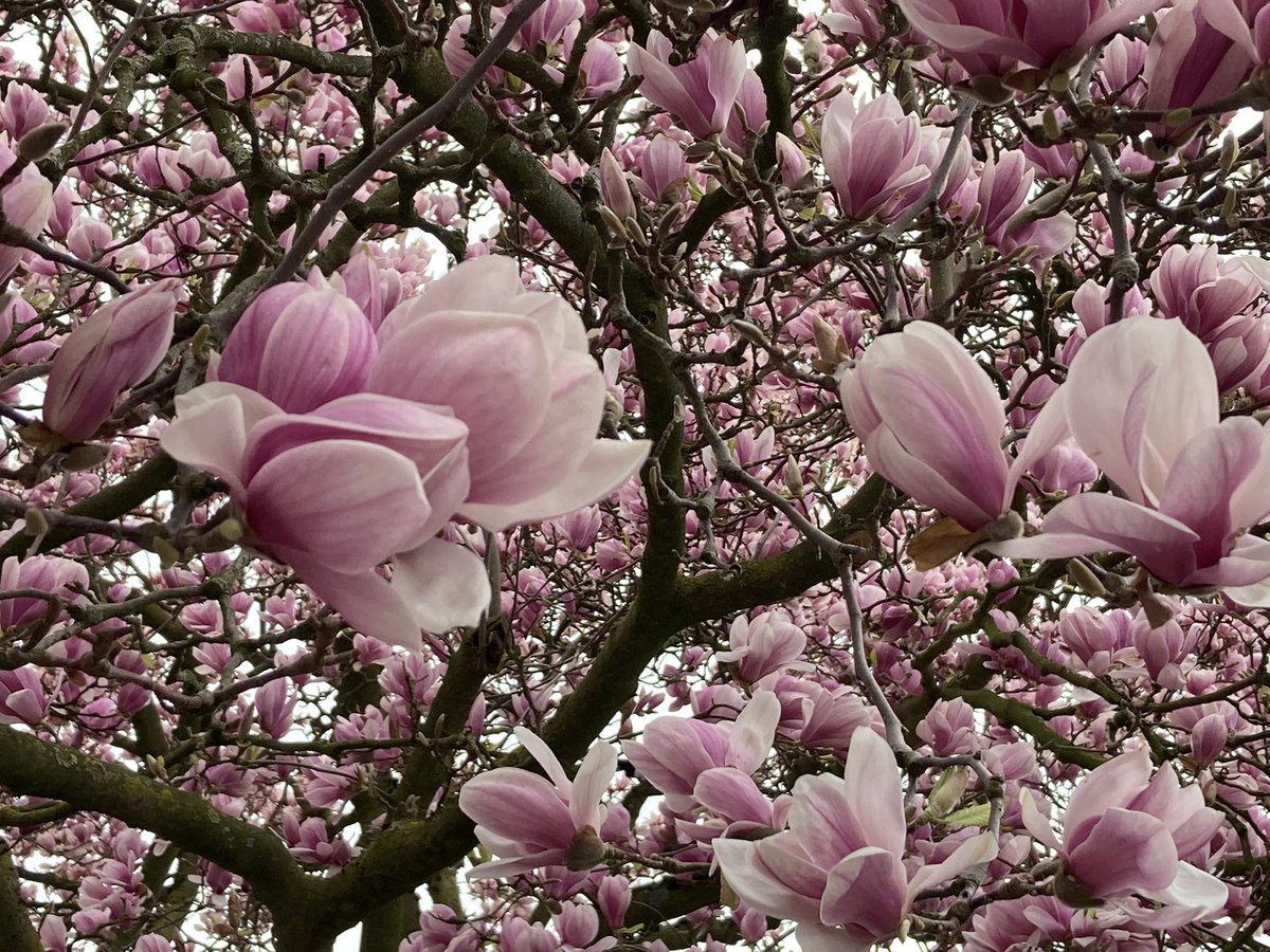 JeannetWendel's tweet photo. Even een paar bloemetjes delen met jullie..... #tulpenboom #magnolia #voorjaar #overdaad #genieten https://t.co/lorPW7HSKV