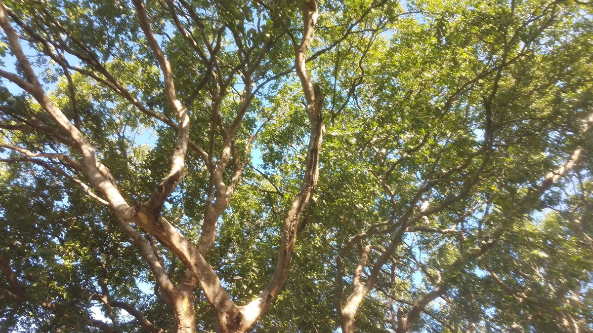 dmccaulay's tweet image. In praise of lignum vitae #HappyEaster2021 #legacytree